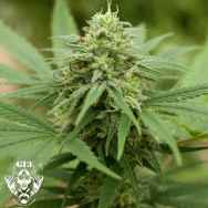 G13 Labs Seeds Pineapple Express #2