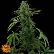 Barneys Farm Seeds AUTO Pineapple Express