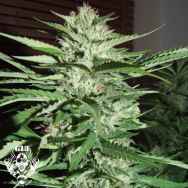 G13 Labs Seeds Pineapple Express