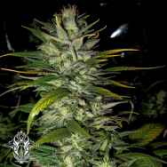 Holy Smoke Seeds Pineapple Funk