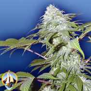 Flying Dutchmen Seeds Pineapple Punch