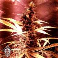 Holy Smoke Seeds Pink Cadillac