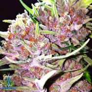 Exotic Genetix Seeds Pink