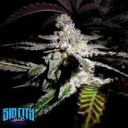 SinCity Seeds Platinum DeLights