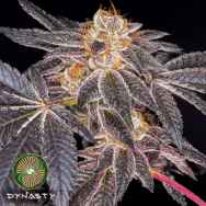 Dynasty Genetics Seeds Platinum Huckleberry Cookies