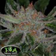 TGA Subcool Seeds Plush Berry