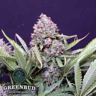 Greenbud Seeds Polar Express Auto