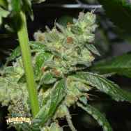 Pot Valley Seeds Grand Exodus