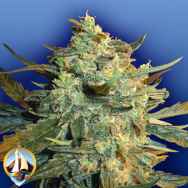 Flying Dutchmen Seeds Power Skunk