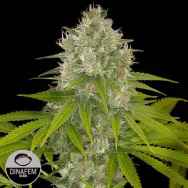 Dinafem Seeds Power Kush