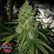 Underground Originals Seeds PremierSweet