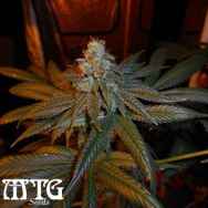 MTG Seeds Prezidential Kush 1.2