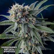 Homegrown Natural Wonders Professor Chaos