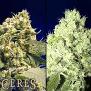 Ceres Seeds Promo Pack