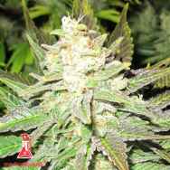 Medical Seeds Prozack