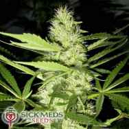 SickMeds Seeds Psycho Crack