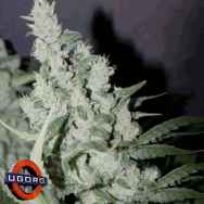 Underground Originals Seeds PsychoSister