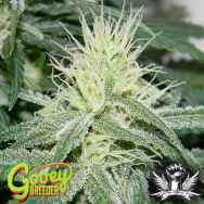 Gooeybreeder Seeds Psychopatch