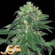 Samsara Seeds Punky Lion