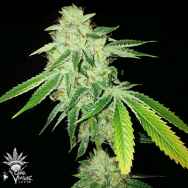 CannaVenture Seeds Pure Ghost OG