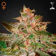 Green House Seeds Pure Kush