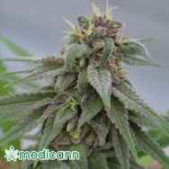 Medicann Seeds Pure Kush