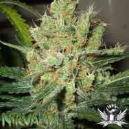 Nirvana Seeds Pure Power Plant