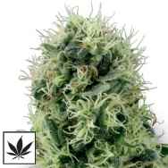 White Label Seeds Pure Power Plant