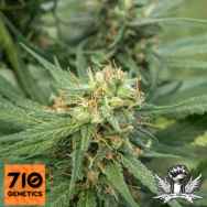 710 Genetics Seeds Pure Jack