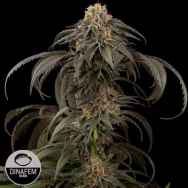 Dinafem Seeds Purple Afghan Kush