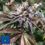 Europa Seeds Purple Diesel Daze