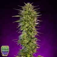 GrandDaddy Purple Seeds Purple Dream