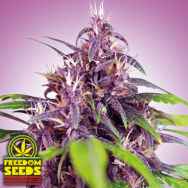 Freedom Seeds Purple Express AUTO