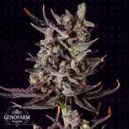 Genofarm Seeds Purple Haze AUTO