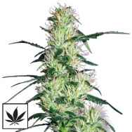 White Label Seeds Purple Haze