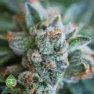 AlphaKronik Genes Seeds Purple Heart