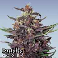 Buddha Seeds Purple Kush Autoflowering
