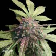 Genofarm Seeds Purple Kush