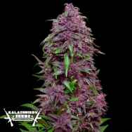 Kalashnikov Seeds Purple Mazar AUTO