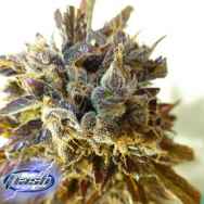 Flash Autoflowering Seeds Purple Mazar