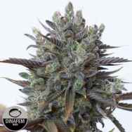 Dinafem Seeds Purple Orange CBD