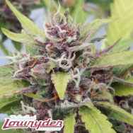 Lowryder Seeds Purple Ryder