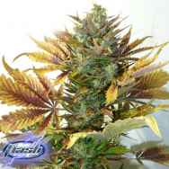 Flash Autoflowering Seeds Purple Sirius Kush