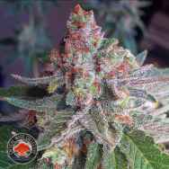 Critical Mass Collective Purple Skunk Mass