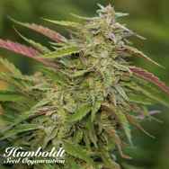 Humboldt Seed Organization Purple Trainwreck