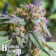 Brothers Grimm Seeds Purple Urkle