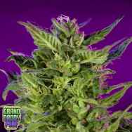 GrandDaddy Purple Seeds Purple Valley OG