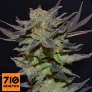 710 Genetics Seeds Purps