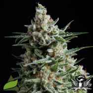 Pyramid Seeds AUTO Anesthesia