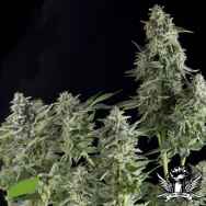 Pyramid Seeds Northern Lights